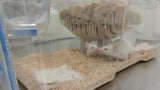 Mouse Cubby for Innovive (300 Irradiated Dividers)