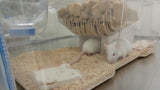 Mouse Cubby for Innovive (300 Irradiated Dividers)