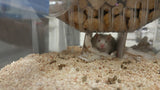 Mouse Cubby for Innovive (300 Irradiated Dividers)